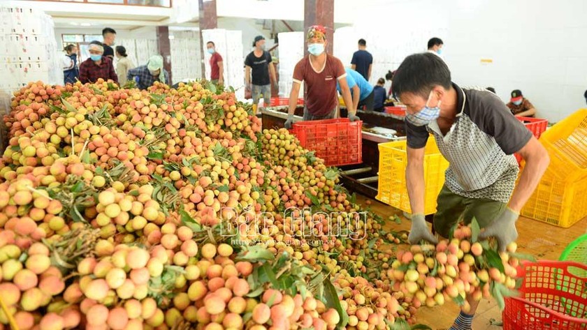 Dốc sức tiêu thụ nông sản vùng dịch