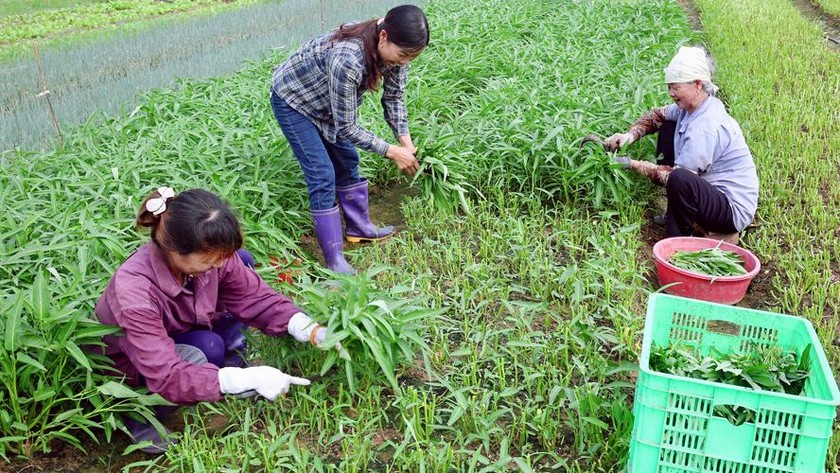 Quỹ hỗ trợ nông dân đã phát huy hiệu quả trong thời gian qua.