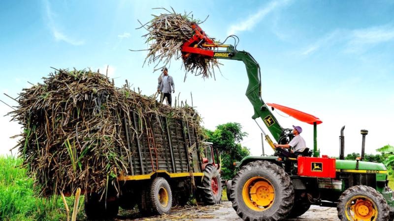 Giá thu mua mía đã tăng đáng kể sau khi áp dụng biện pháp phòng vệ thương mại.