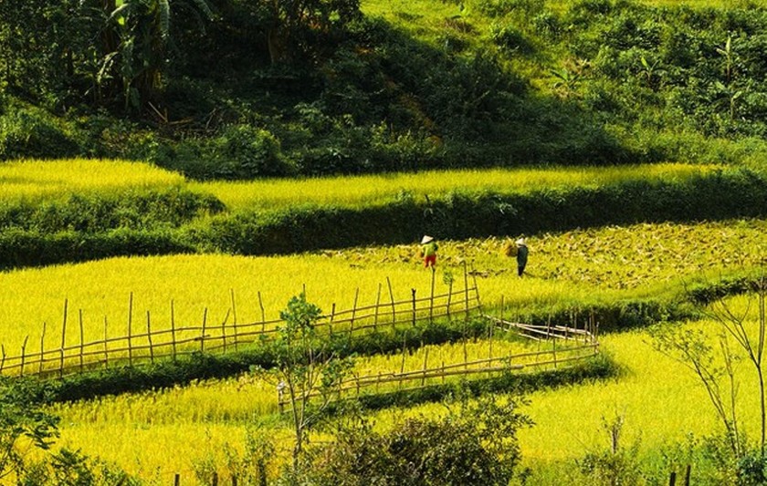 Mùa lúa chín ở bản Lâm Ninh.