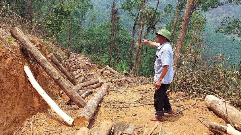 Mục đích của việc tỉa thưa là tạo không gian dinh dưỡng cho cây bản địa sinh trưởng, tuy nhiên các đối tượng chặt hạ luôn cây bản địa.