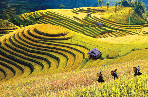 Ruộng bậc thang, kiệt tác treo trên triền núi.