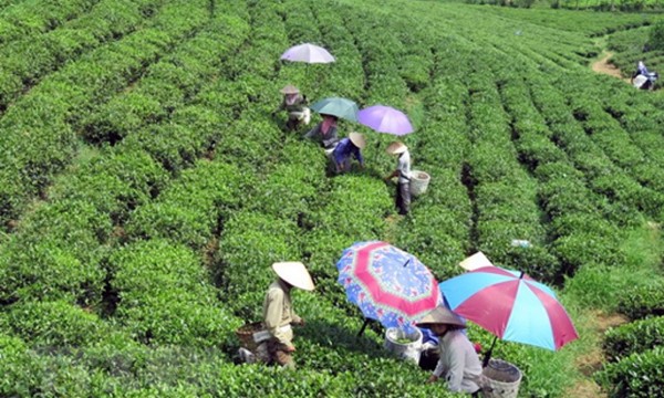 Lựa chọn phát triển xanh cần bắt đầu từ những công đoạn nhỏ nhất. (Ảnh minh họa)