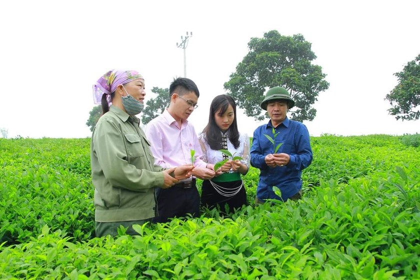 Mùa xuân no đủ, tươi đẹp ở cao nguyên Mộc Châu