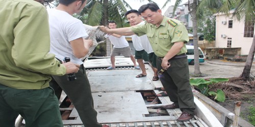 Vận chuyển gỗ quý trái phép còn định “ăn vạ” kiểm lâm