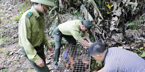 Xem trăn, khỉ, tê tê lũ lượt bò vào rừng Phù Mát