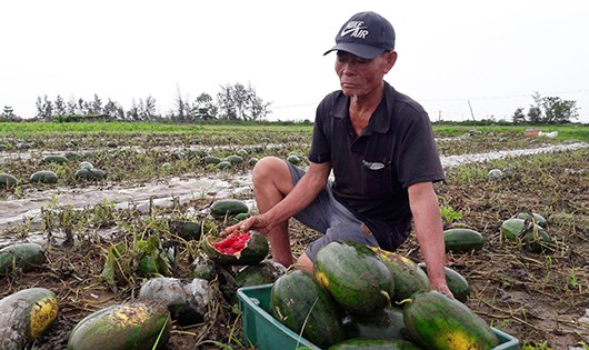 Nông dân ngậm ngùi nhìn ruộng dưa sau khi nước rút