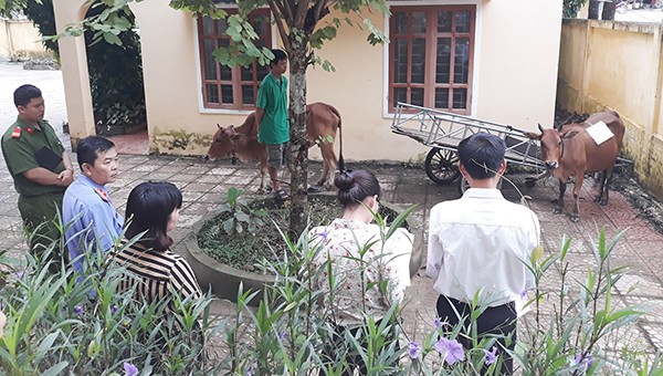 Tổ công tác nhiều thành phần cùng tham gia lấy mẫu bò để đi giám định ADN xác định huyết thống