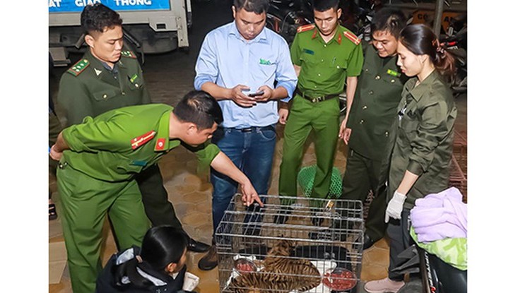 Lực lượng chức năng đã phát hiện hai cá thể hổ của hai đối tượng đi xe máy bỏ lại bên đường.