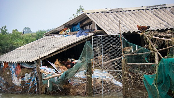 Trang trại này tan hoang sau trận lũ lớn, hàng vạn gia cầm bị lũ cuốn trôi.