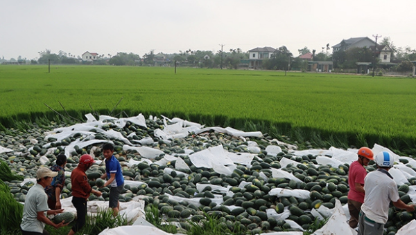 29 tấn dưa hấu tràn xuống ruộng. 