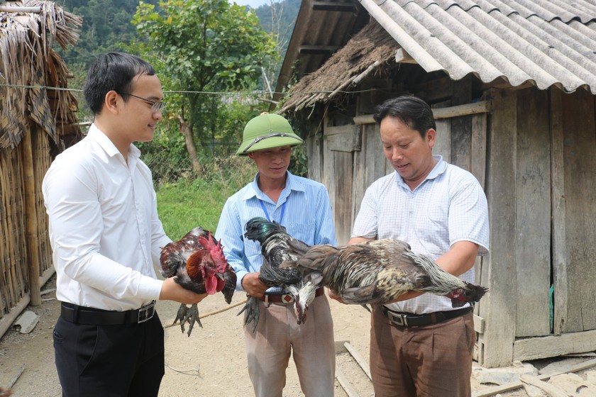 Bà con tại Mường Lống (Kỳ Sơn) tiếp cận vốn vay ưu đãi phát triển giống gà đen thương hiệu. 