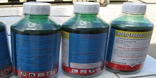 Thuốc diệt cỏ Paraquat.