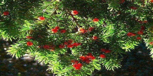 Cành, lá, quả của cây thông đỏ lá dài.