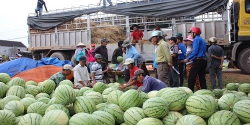 Dưa hấu được mùa, nhưng do thị trường biến động, thương lái, nhà vựa mua dưa hấu kì kèo bớt giá.