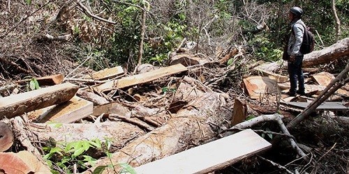 Rừng bị phá ở Lộc Bảo, Bảo Lộc, Lâm Đồng.