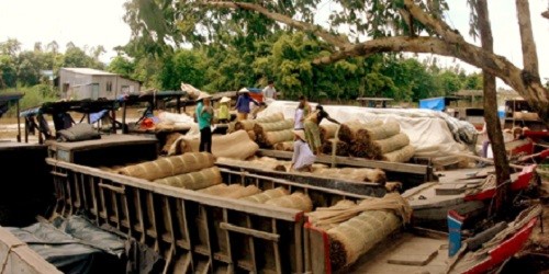Ghe chở nguyên liệu dệt chiếu.