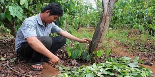 Anh Quân bên cây tiêu bị cắt trộm.