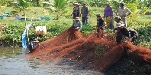 Bầu không khí nhộn nhịp chụp đìa bắt cá ở rừng U Minh hạ.