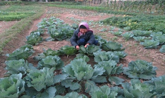 Các cụ tăng gia sản xuất để cải thiện cuộc sống.