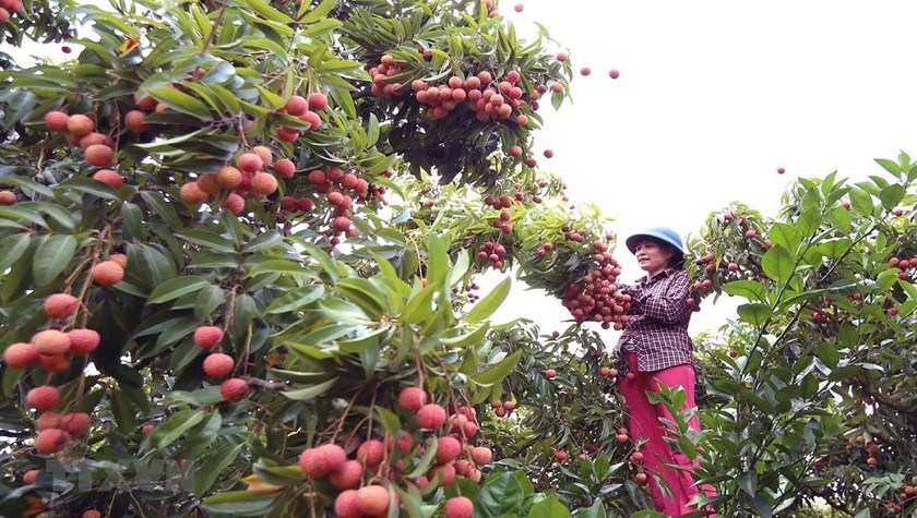  Bắc Giang đang thu hoạch vài đầu mùa (từ 15/5-10/6/2020)