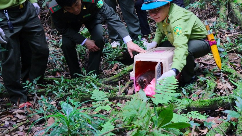 Tái thả động vật hoang dã tại VQG Cúc Phương.