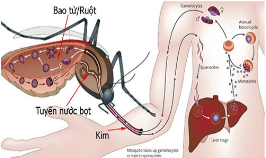 Sơ đồ truyền bệnh SXH từ muỗi.