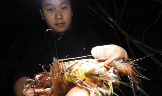 Săn tôm bằng súng cao su lúc nửa đêm