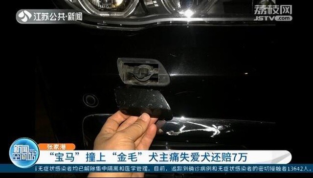 Thả rông chó khiến xe BMW tông vào, chủ vật nuôi phải đền nặng - 1 Thả rông chó khiến xe BMW tông vào, chủ vật nuôi phải đền nặng - 1