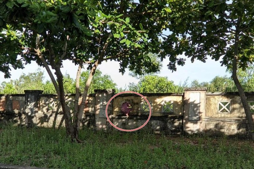 Một F0 chui ra khỏi bệnh viện dã chiến để... hái lá xông ảnh 1 Một F0 chui ra khỏi bệnh viện dã chiến để... hái lá xông ảnh 1