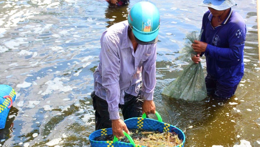 Mô hình nuôi tôm 3 giai đoạn mang lại hiệu quả kinh tế cao ở Cà Mau