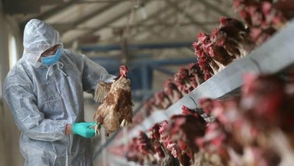 Dịch cúm gia cầm A (H5N1)