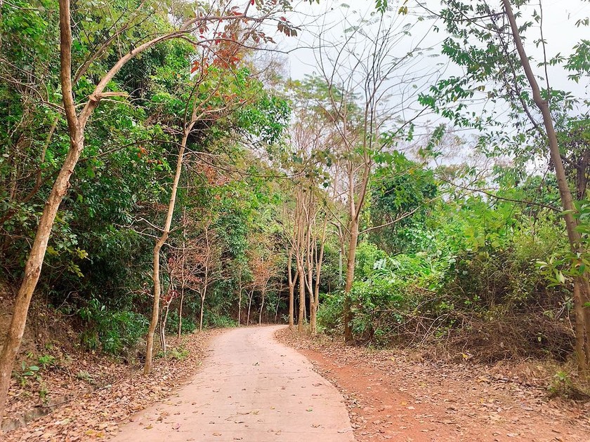 Xung quanh chùa Thanh Mai là rừng phong, vì vậy đến con đường vào chùa cũng có rất nhiều cây phong lớn, nhỏ mọc ở ven đường. Điều này đã thu hút nhiều du khách đến đây để chiêm ngường chùa và rừng phong lá đỏ.