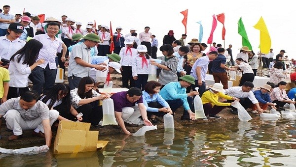 Người dân Thị xã Quảng Yên thả tôm giống vào môi trường tự nhiên