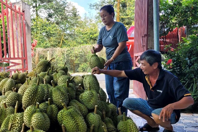 Gỡ “khó” xuất khẩu sầu riêng: Tiền Giang kiến nghị thành lập trung tâm kiểm định chất lượng 