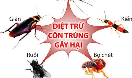 Diệt sạch côn trùng bằng những nguyên liệu tự nhiên