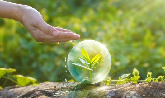 Mai táng xanh đang trở thành trào lưu mới trên thế giới