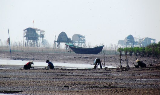 Khai thác ngao