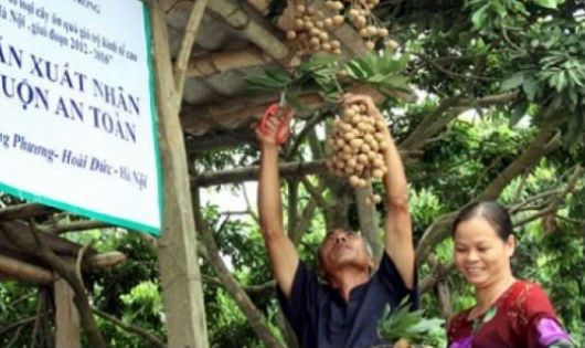 Nhãn chín muộn Hà Nội