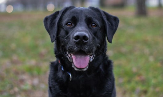 Chú chó labrador có tên gọi Lucy