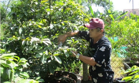 Ông Phương đang chăm sóc cây cảnh