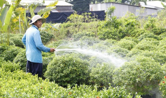 Các nhà vườn chăm sóc hoa đẹp để phục vụ Tết Nguyên đán