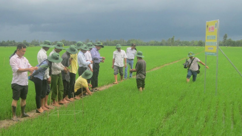 Mô hình canh tác lúa thông minh ứng phó biến đổi khí hậu đạt được hiệu quả ở nhiều tỉnh, thành trong cả nước.