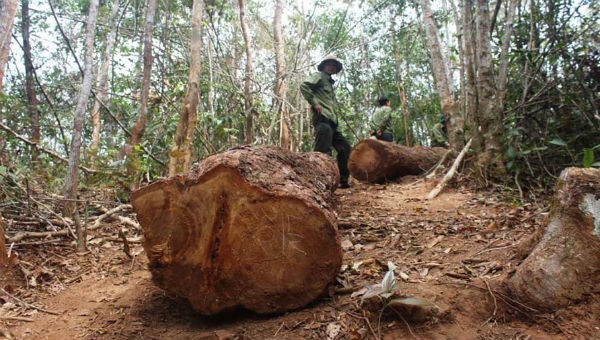 Hiện trường một vụ khai thác gỗ trái phép (ảnh minh họa)