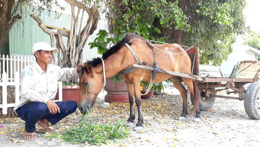 Không chỉ giúp con người kiếm miếng cơm manh áo, mà ngựa còn là một người bạn thân thiết