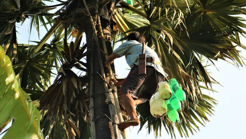 Trèo thốt nốt phải thật khéo léo và cẩn thận.