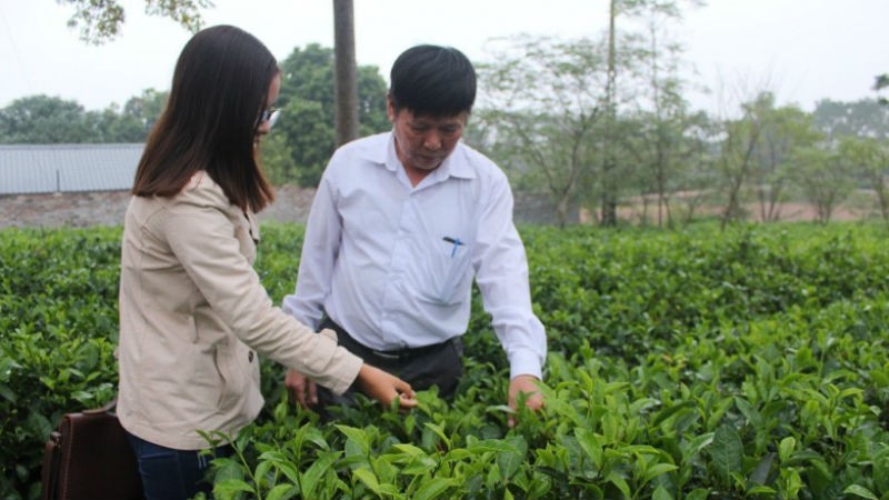 Ông Đỗ Tiến Hùng - Giám đốc HTX Long Phú đang giới thiệu về hoạt động sản xuất chè Long Phú theo tiêu chuẩn VietGap