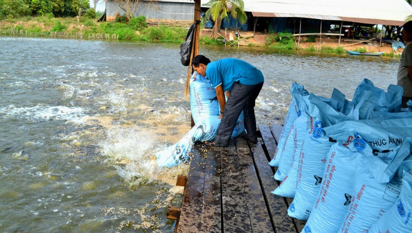 Vụ kiện đòi tiền thức ăn nuôi cá đã kéo dài nhiều năm. (Ảnh minh họa)