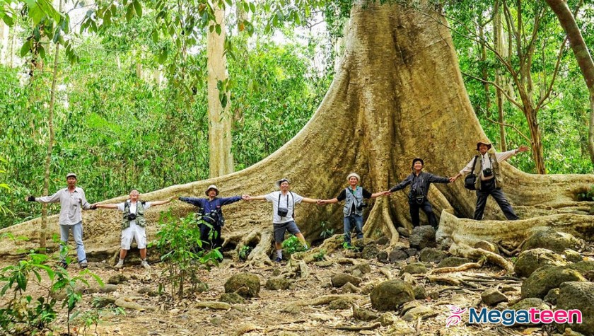 Sức sống mãnh liệt trên rừng Chiến khu Đ.