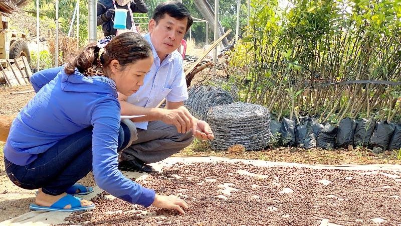 Nông dân Tây Nguyên thu hạt giống đàn hương ép tinh dầu.